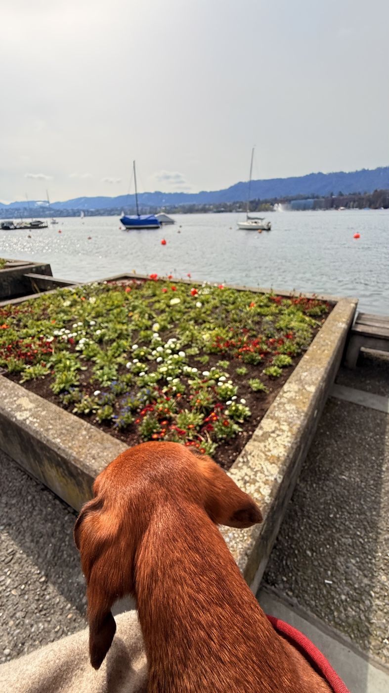 Dackel betrachtet ein Blumenbeet an der Seepromenade